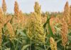 Millets Cultivation, Verities & Its Importance