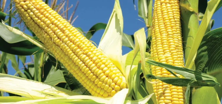 Maize Crop Cultivation, Varieties, Its Demond & Sales: A Complete Guide