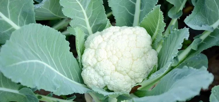 Cauliflower Cultivation, Verities, Sowing Period, Pest & Diseases Management