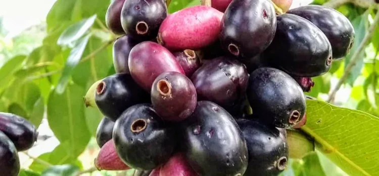 Health Benefits of Jamun & Its Nutrients Values