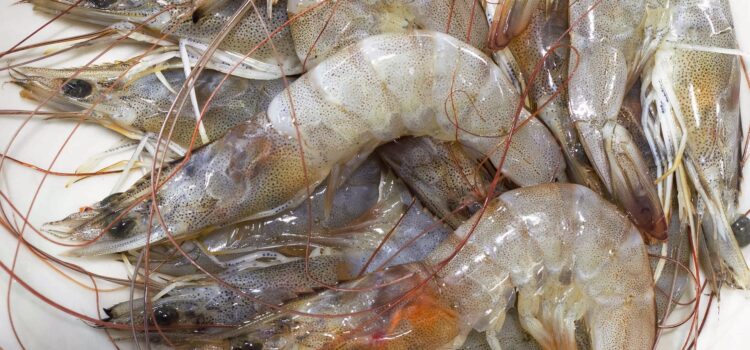 Prawns Farming, Commercial Species, Harvesting, Its Market Demand & Sales: A Complete Startup Idea for Beginners