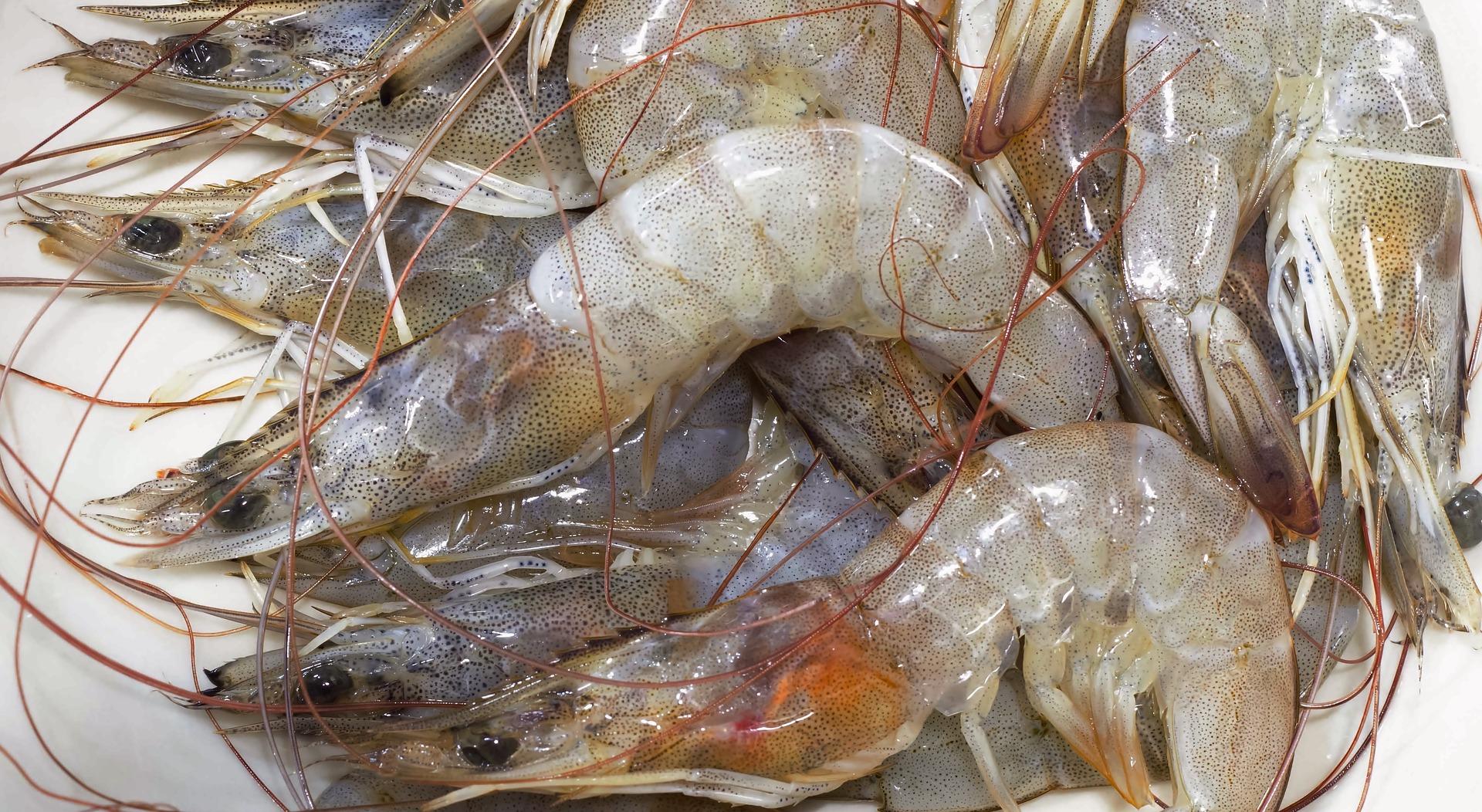 Prawns Farming