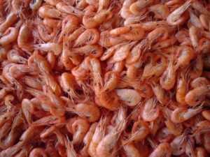 Prawns Farming, Commercial Spices, Harvesting, Its Market Demand & Sales: A Complete Startup Idea for Beginners