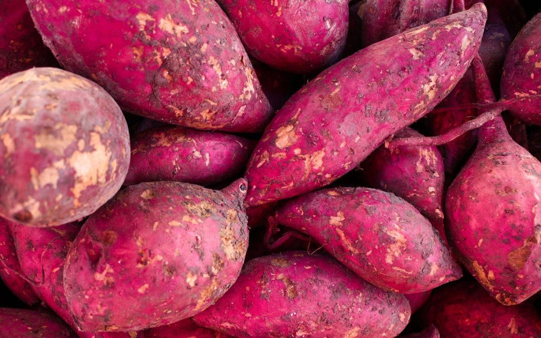 Sweet Potato Cultivation, Varieties, Sales & Export: A Complete Guide