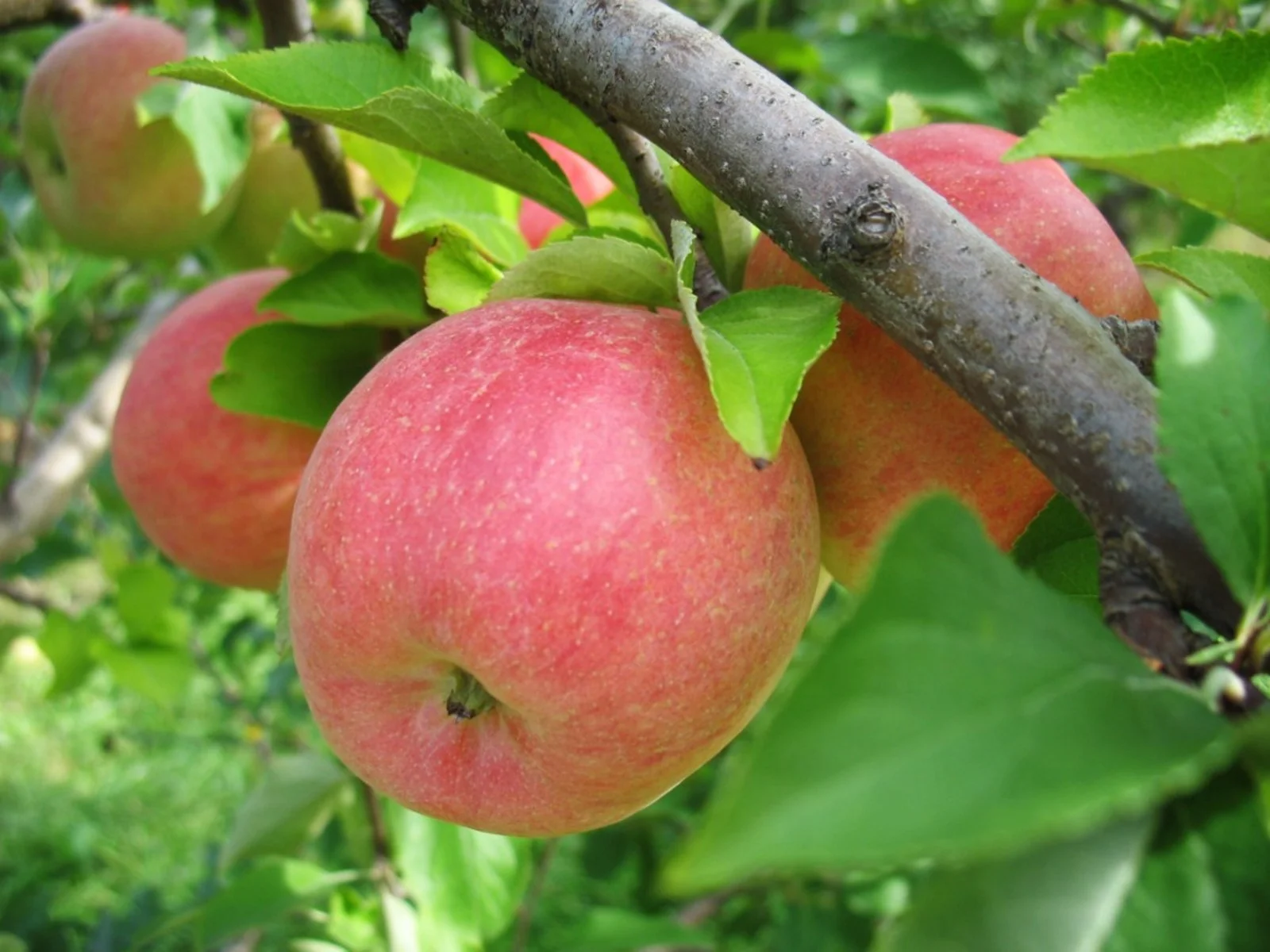 Kashmir and Himachal Agricultural Fields Suffer Severe Damage