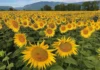 Sun Flower Cultivation, Its Varieties, Pest & Diseases Management: A Complete Guide