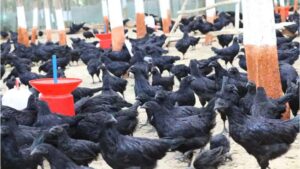 kadaknath-poultry-farming