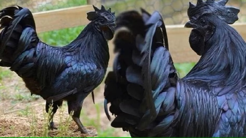 Kadaknath Chicken Farming, Nutrient Value of Meat & Its Health Benefits