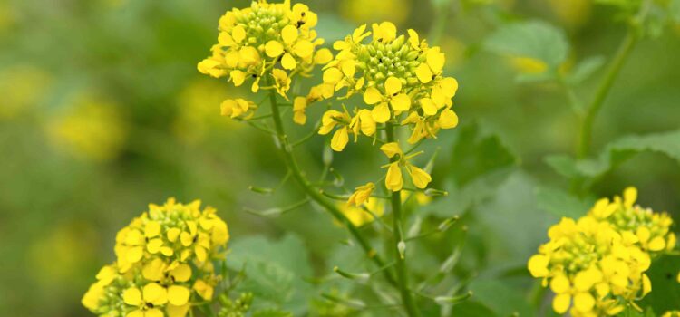 Profitable Mustard Crop Cultivation, Varieties Selection, Pest & Disease Control: A Complete Guide