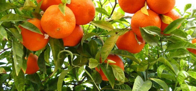 Orange Cultivation, Growing Season, Harvesting and Selling Price: A Complete Guide