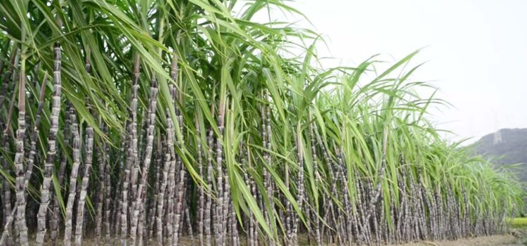 Sugarcane Cultivation: A Complete Guide