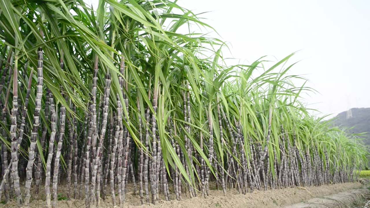 sugarcane