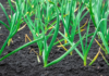 Garlic Cultivation, Its Varieties, Pest -Disease Management, Fertilizes & Manuring: A Comprehensive Guide