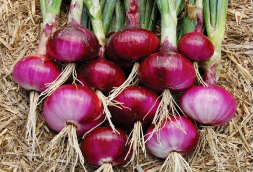 Onion Cultivation: A Comprehensive Guide