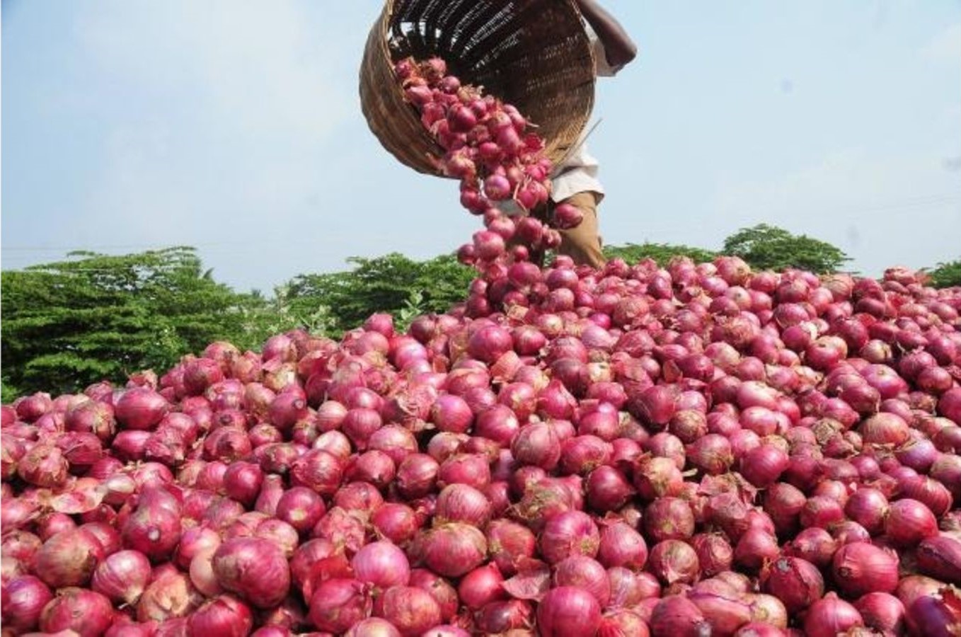 Onion Cultivation: A Comprehensive Guide
