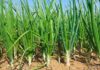 Onion Cultivation, Its Varieties Selection, Dose of Fertilizers & Manure & Disease Management: A Comprehensive Guide