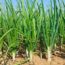 Onion Cultivation, Its Varieties Selection, Dose of Fertilizers & Manure & Disease Management: A Comprehensive Guide