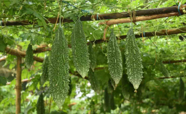 Profitable Business of Bitter Gourd Cultivation in India, Varieties, Pest & Disease Management